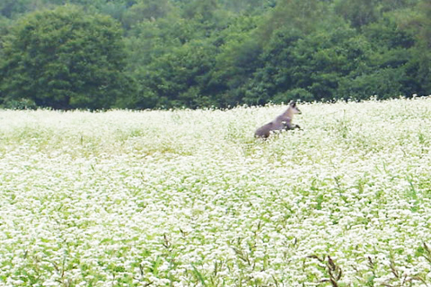 野生の鹿もよく見かけます